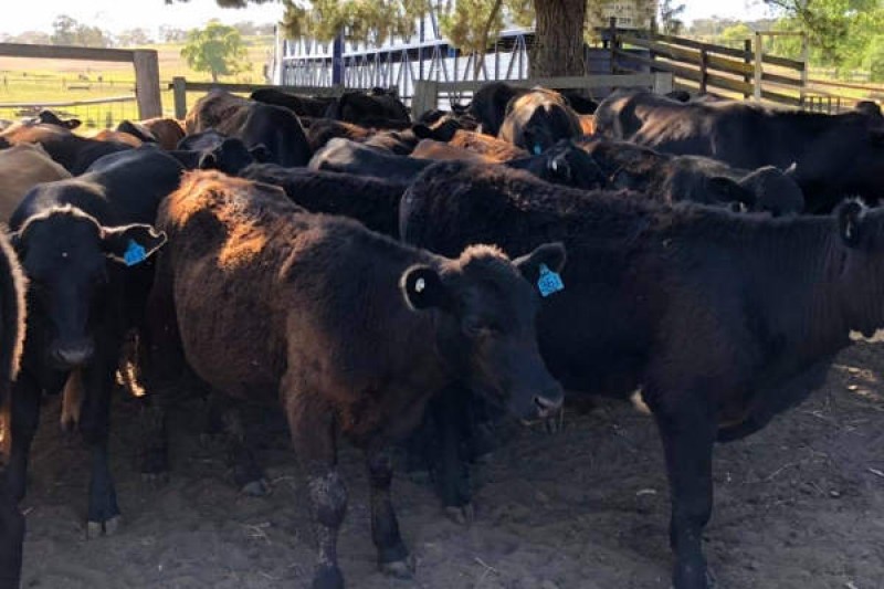 Wagyu Sales Support