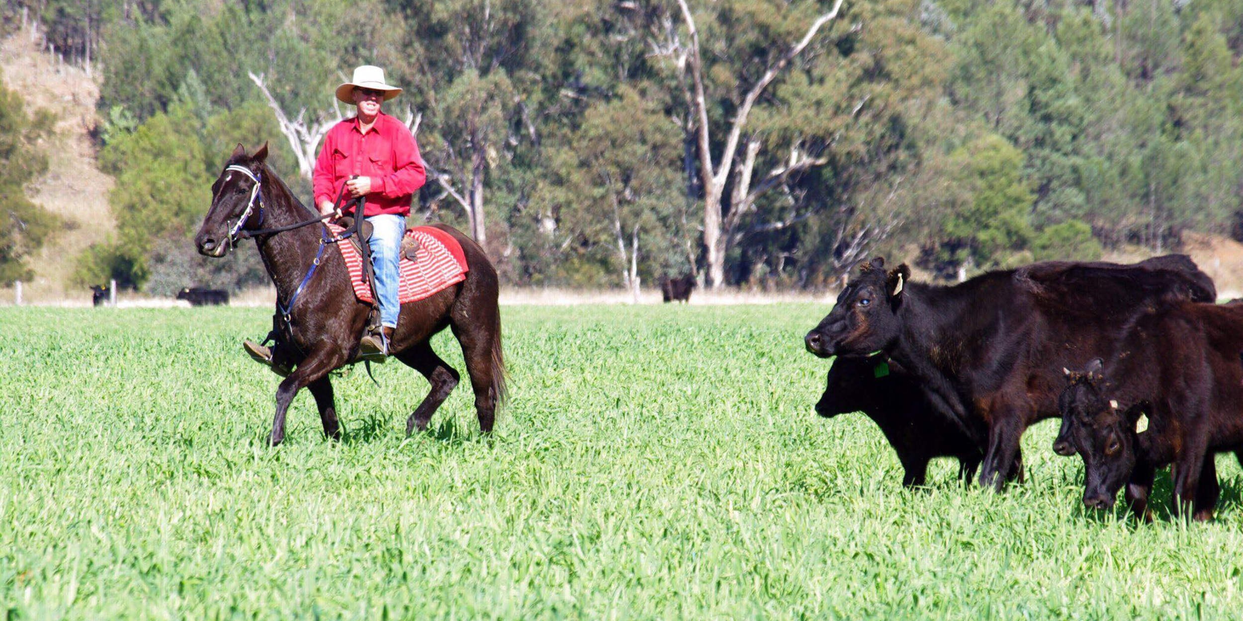 Turnkey Solutions For Wagyu Producers