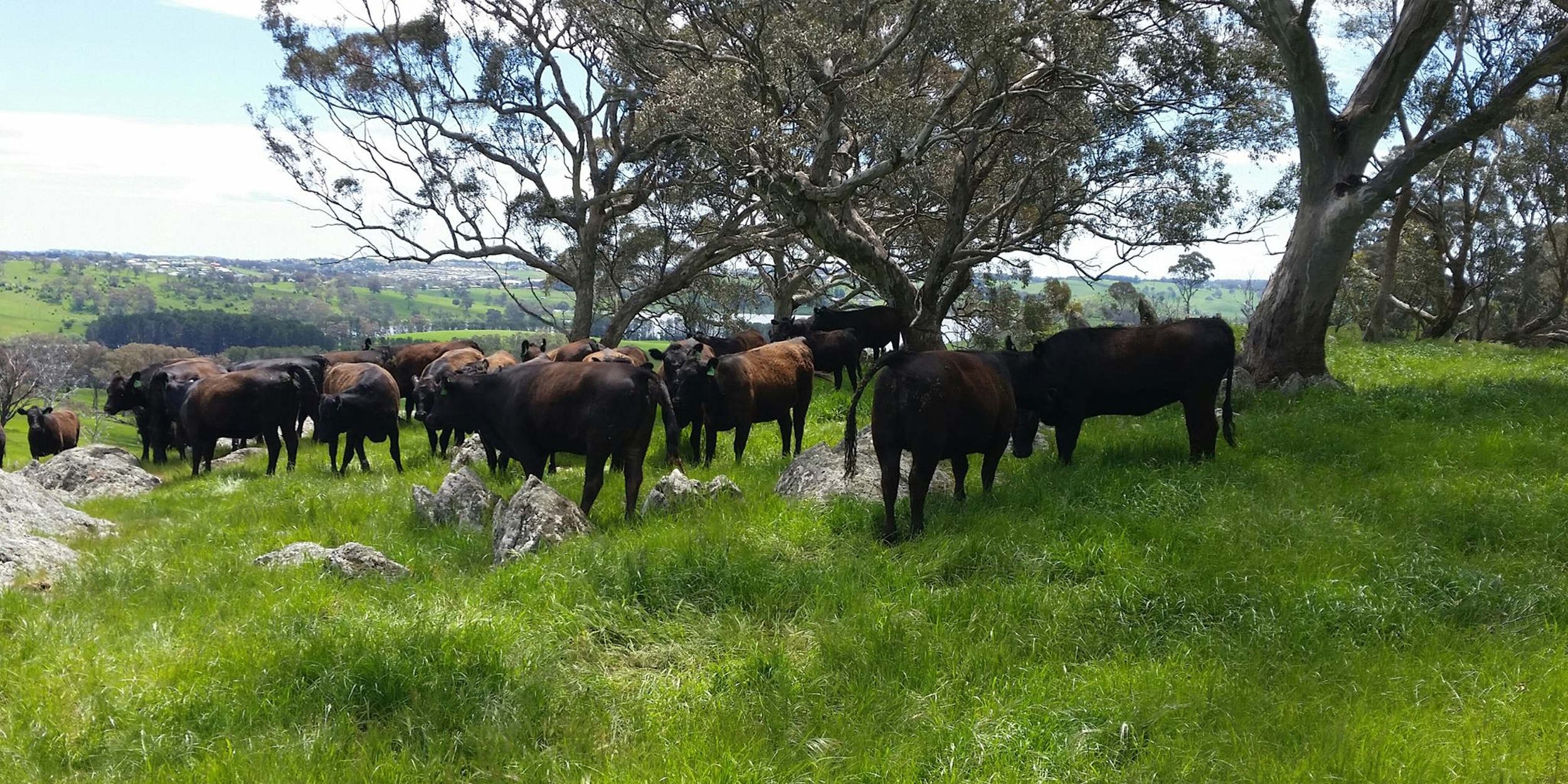 Premium Wagyu Genetics